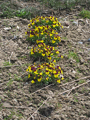 pansy unmulched